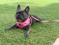 Load image into Gallery viewer, Leash | Petal Me Pink