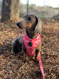 Load image into Gallery viewer, Leash | Petal Me Pink