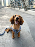 Load image into Gallery viewer, Dog Harness | Santorini