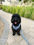 Load image into Gallery viewer, Bundle | Santorini | Dog Harness + Leash + Poop Bag