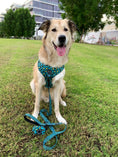 Load image into Gallery viewer, Bundle | Spot Of Luxury Green| Dog Harness + Leash + Poop Bag
