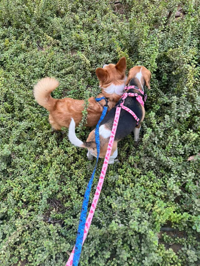 Bundle | Petal Me Pink | Dog Harness + Leash + Poop Bag