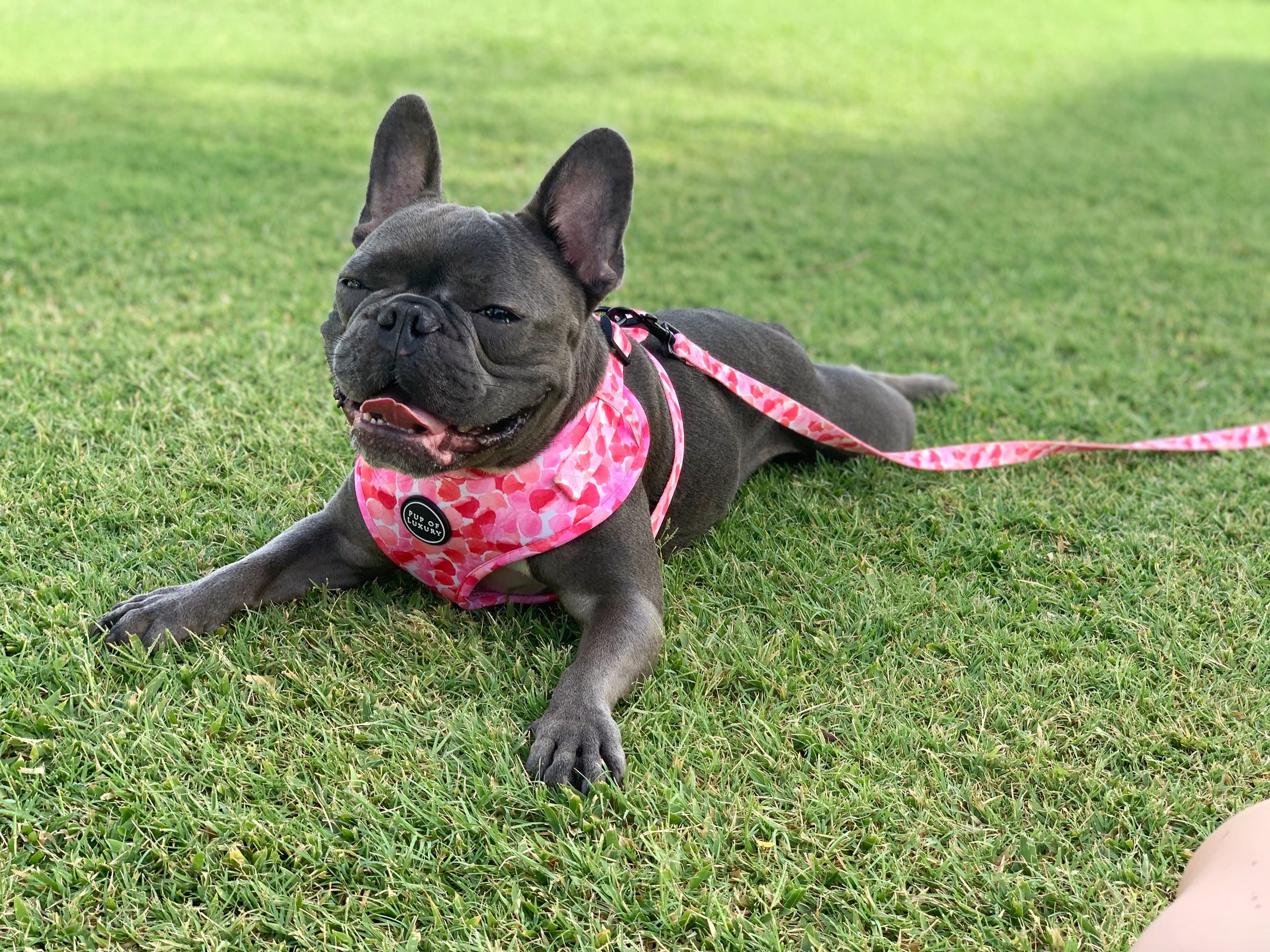 Leash | Petal Me Pink