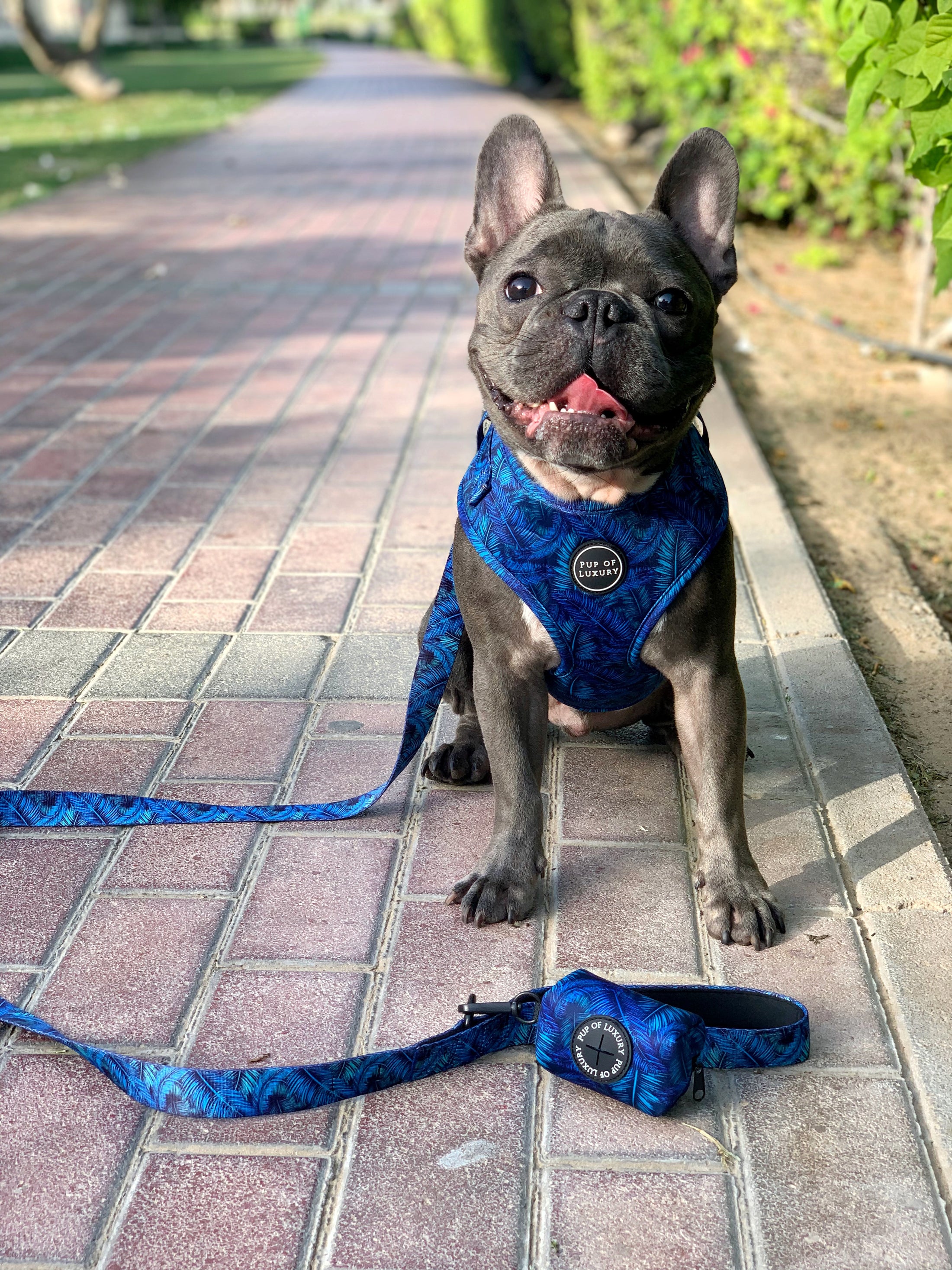 Dog Harness | Ocean Palms