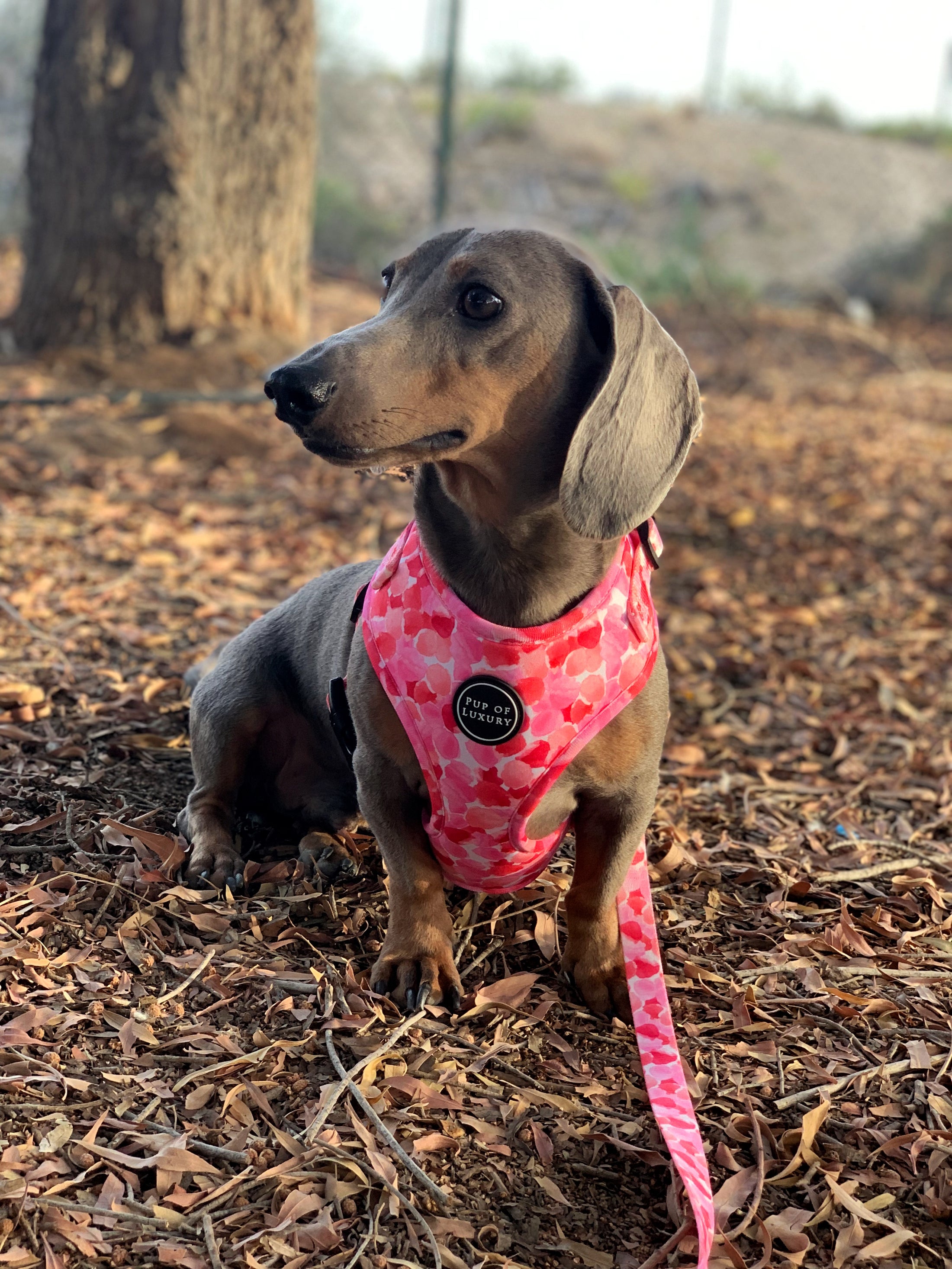 Leash | Petal Me Pink