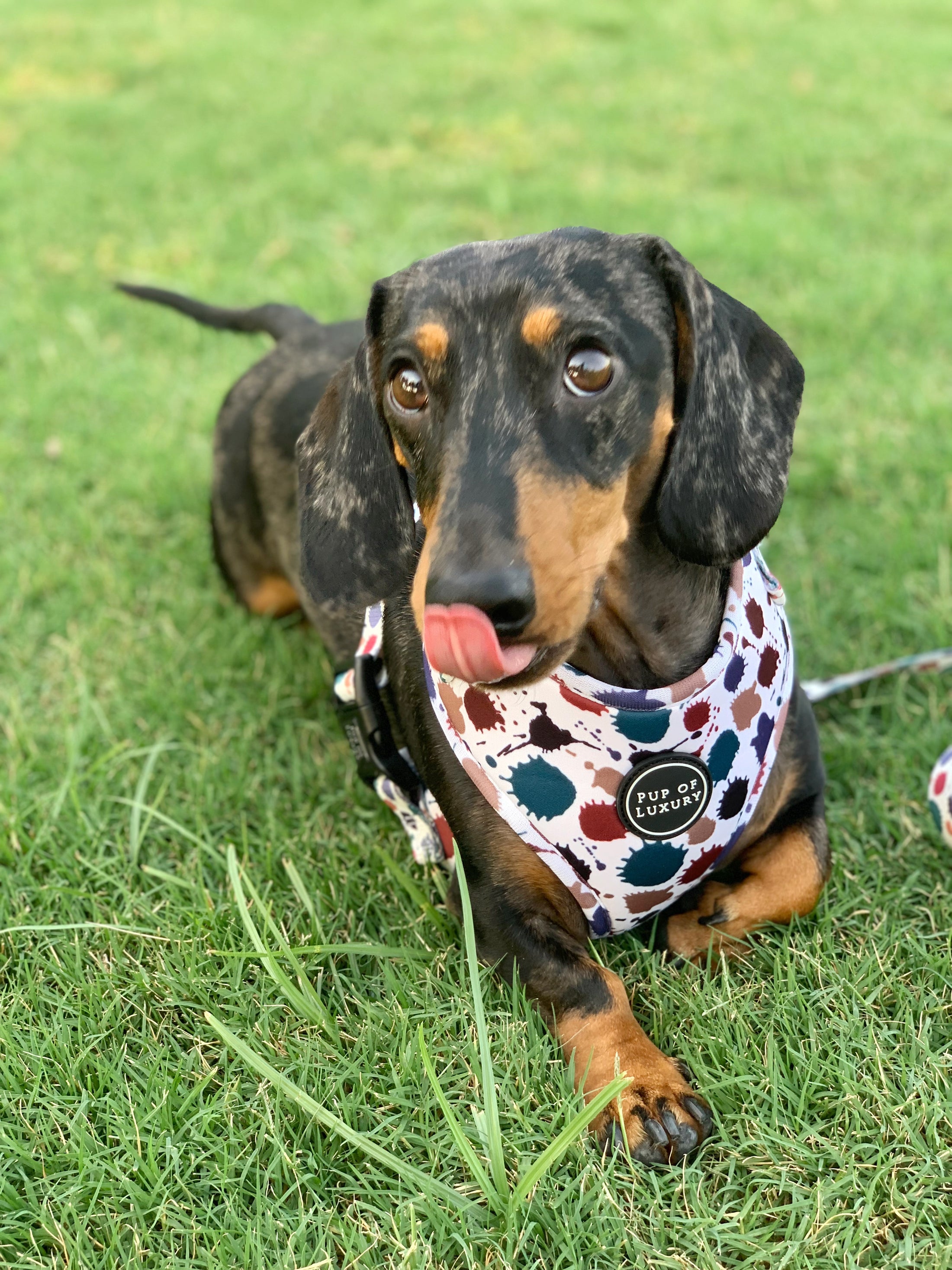 Dog Harness | Splash Of Luxury