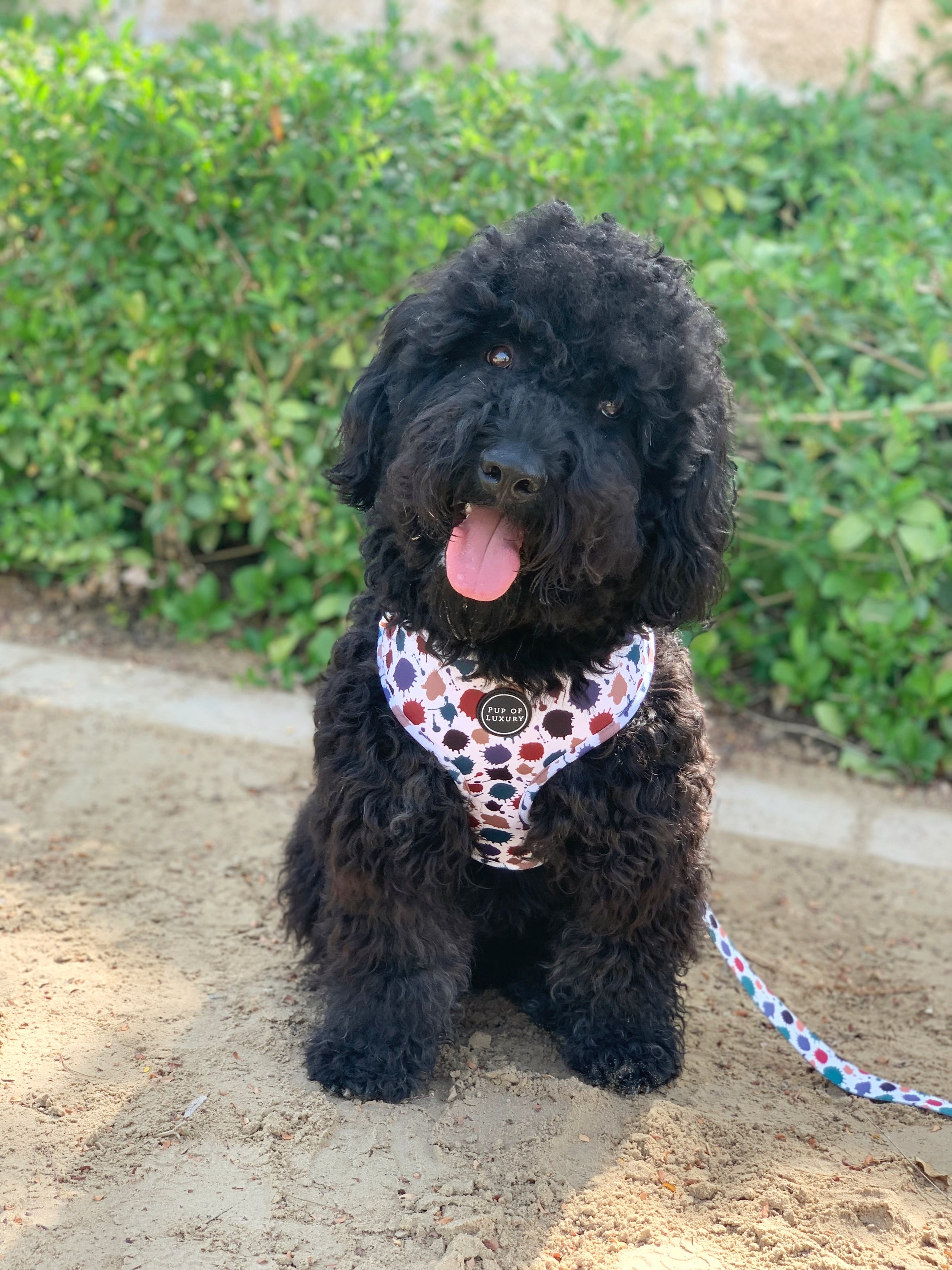 Leash | Splash of luxury