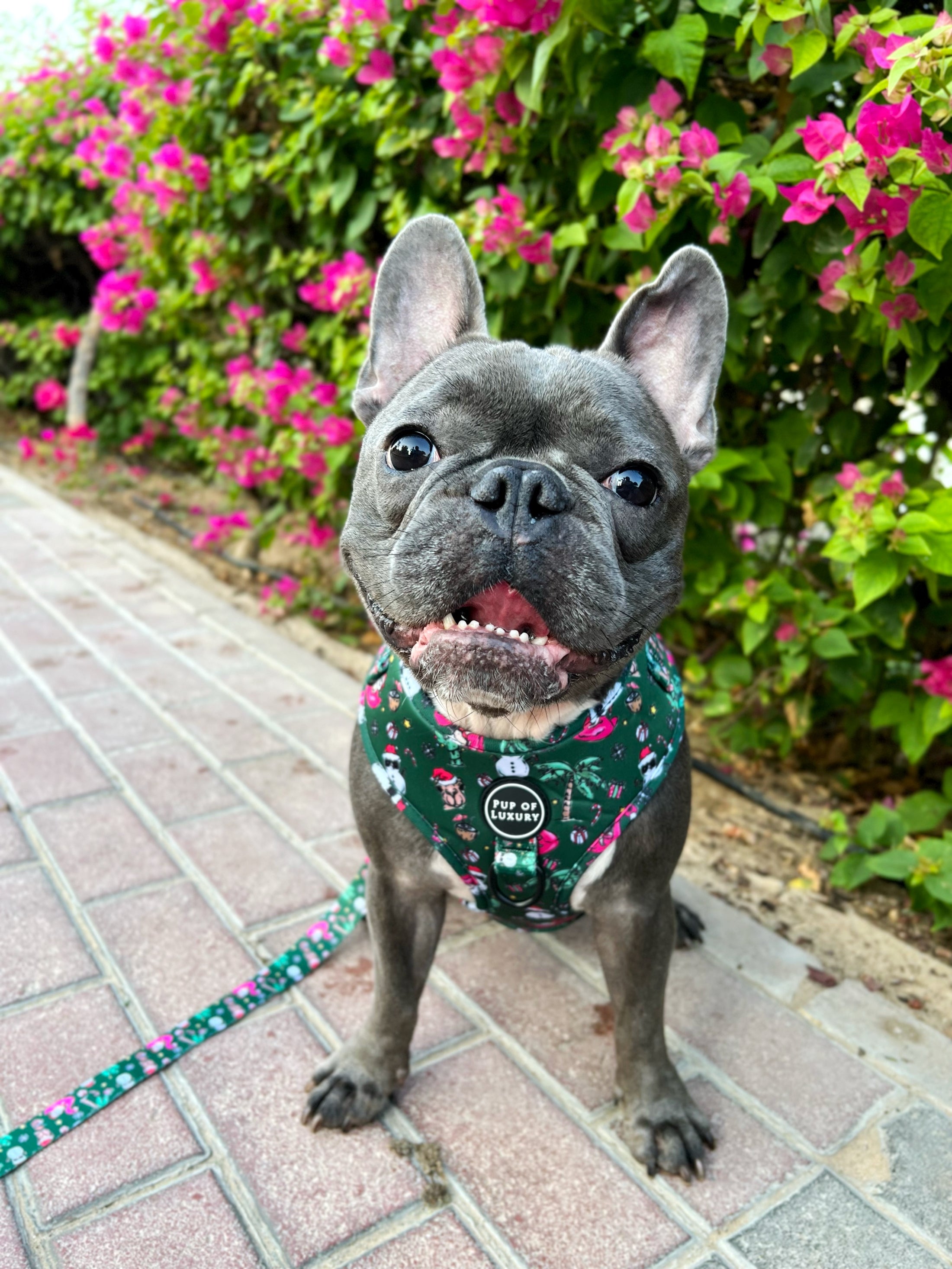 Bundle 2 | Desert Christmas | Dog Harness + Leash