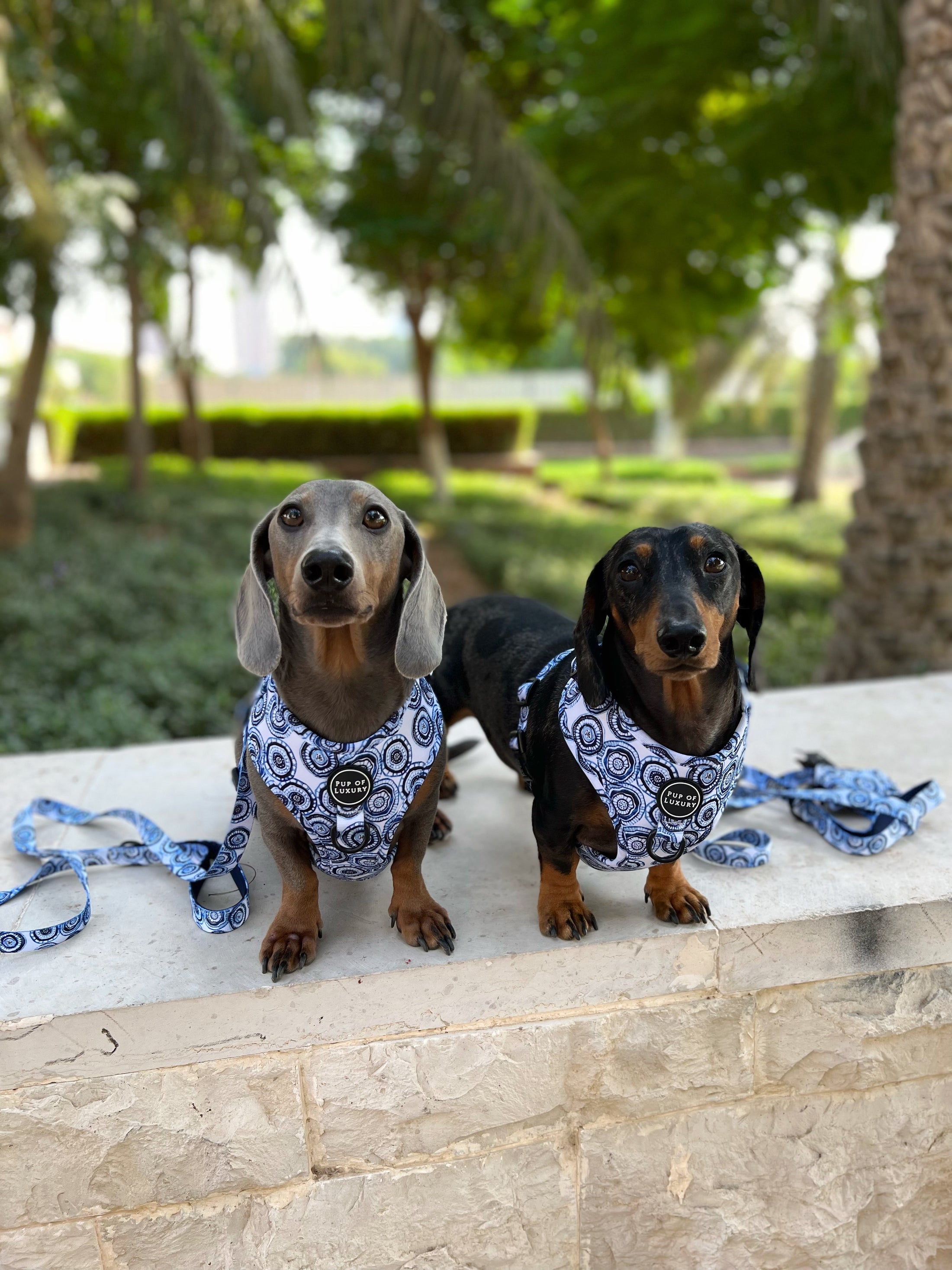 Bundle | Santorini | Dog Harness + Leash + Poop Bag