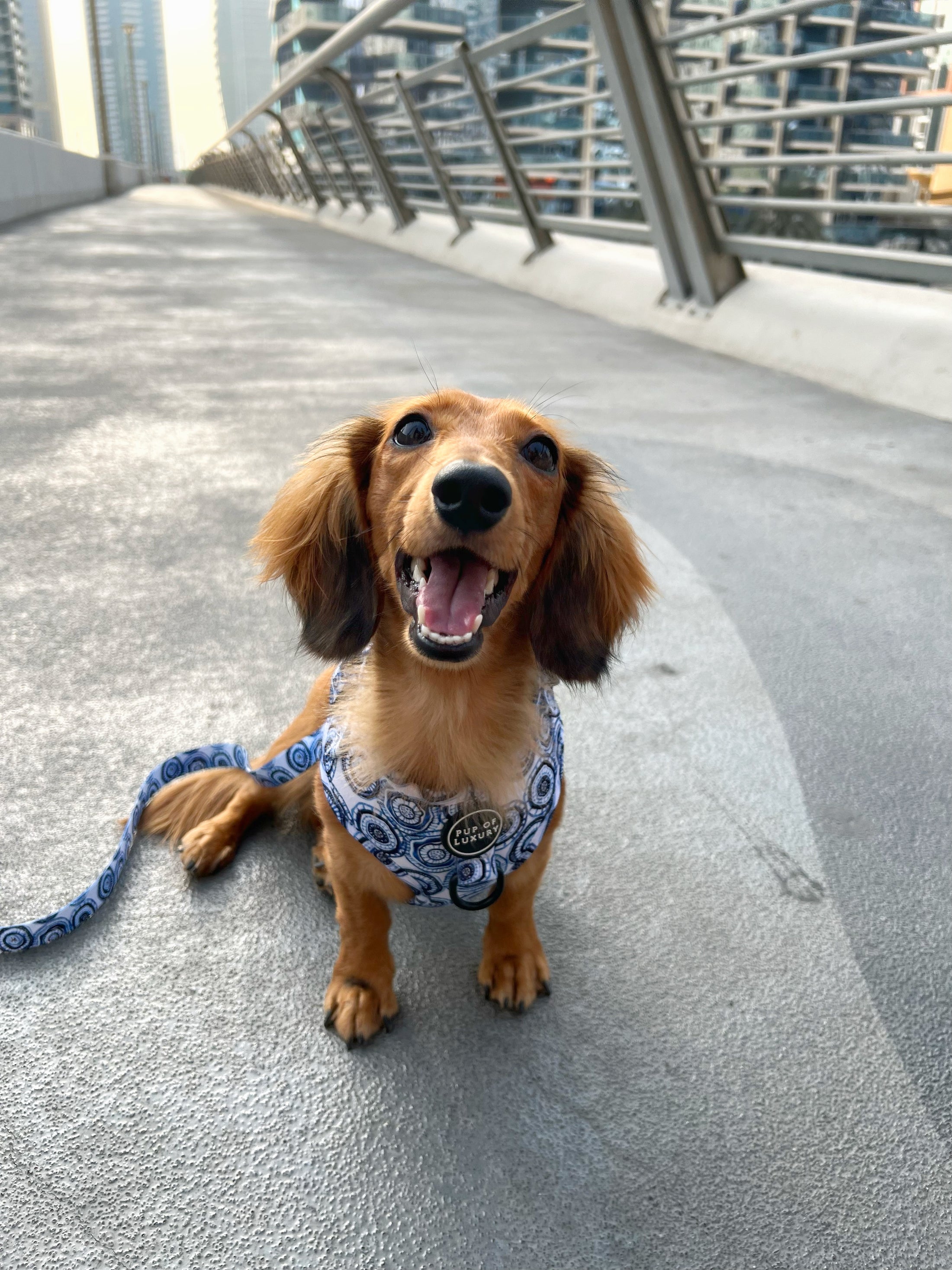 Dog Harness | Santorini