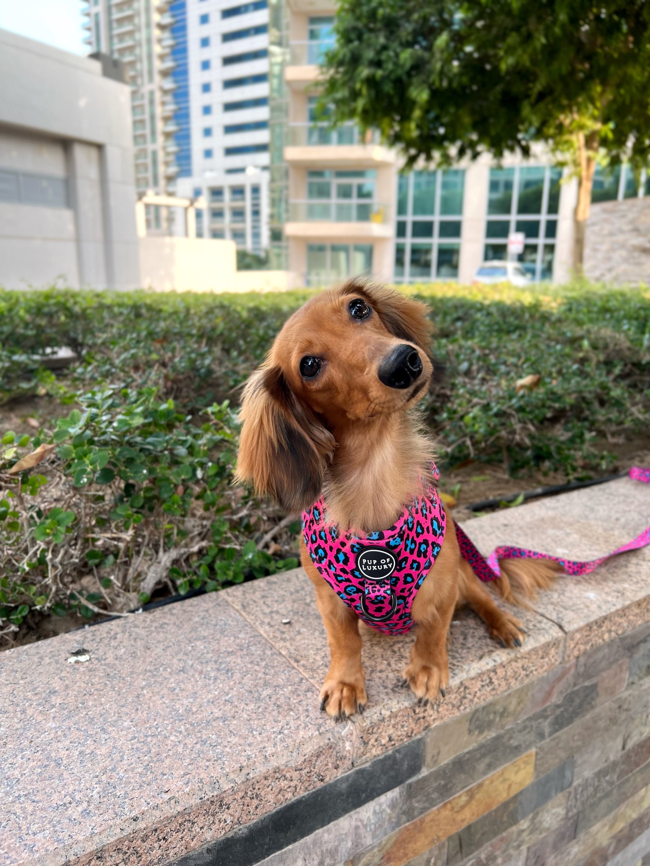 Leash | Spot Of Luxury - Pink