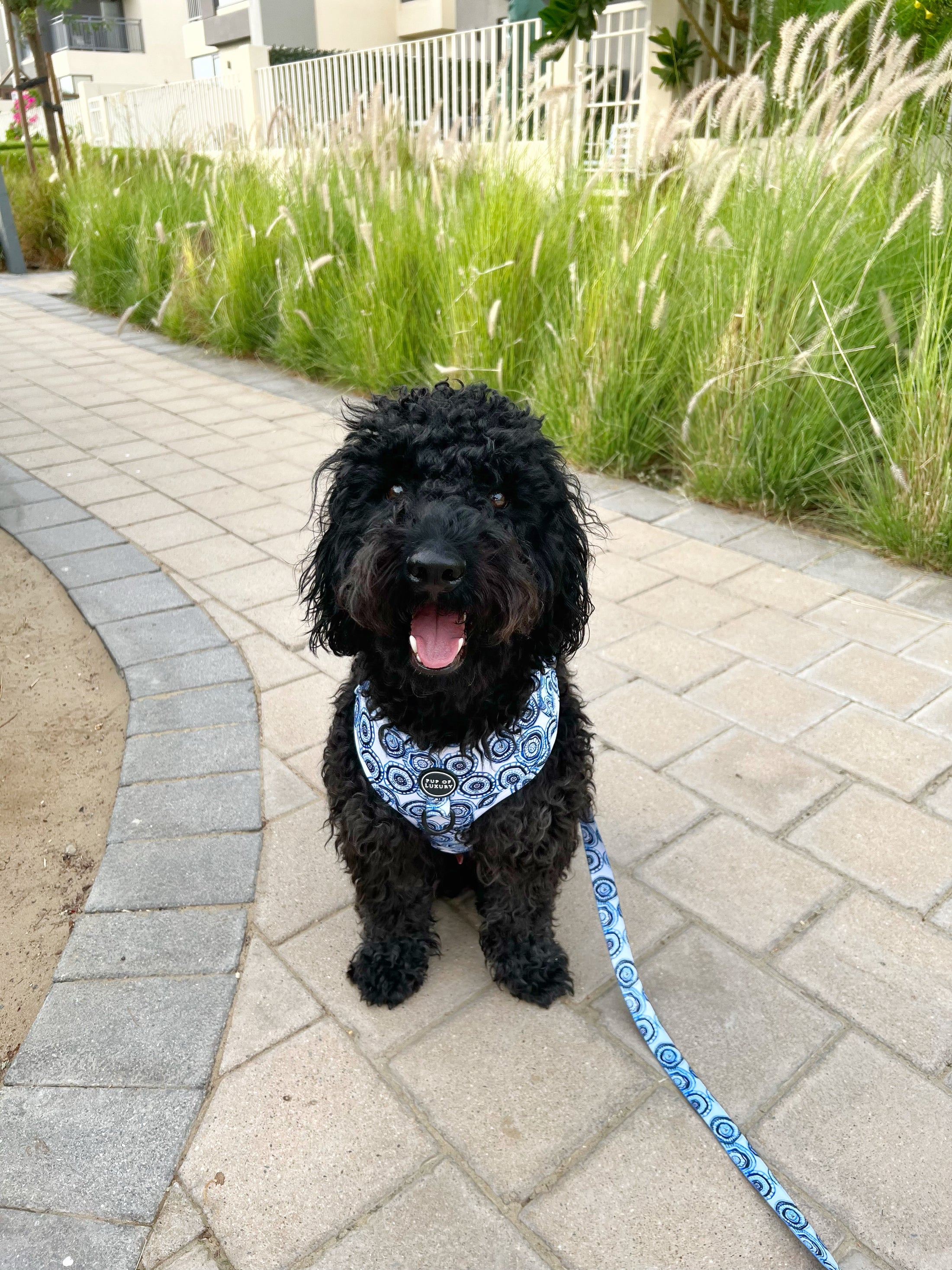 Bundle | Santorini | Dog Harness + Leash + Poop Bag