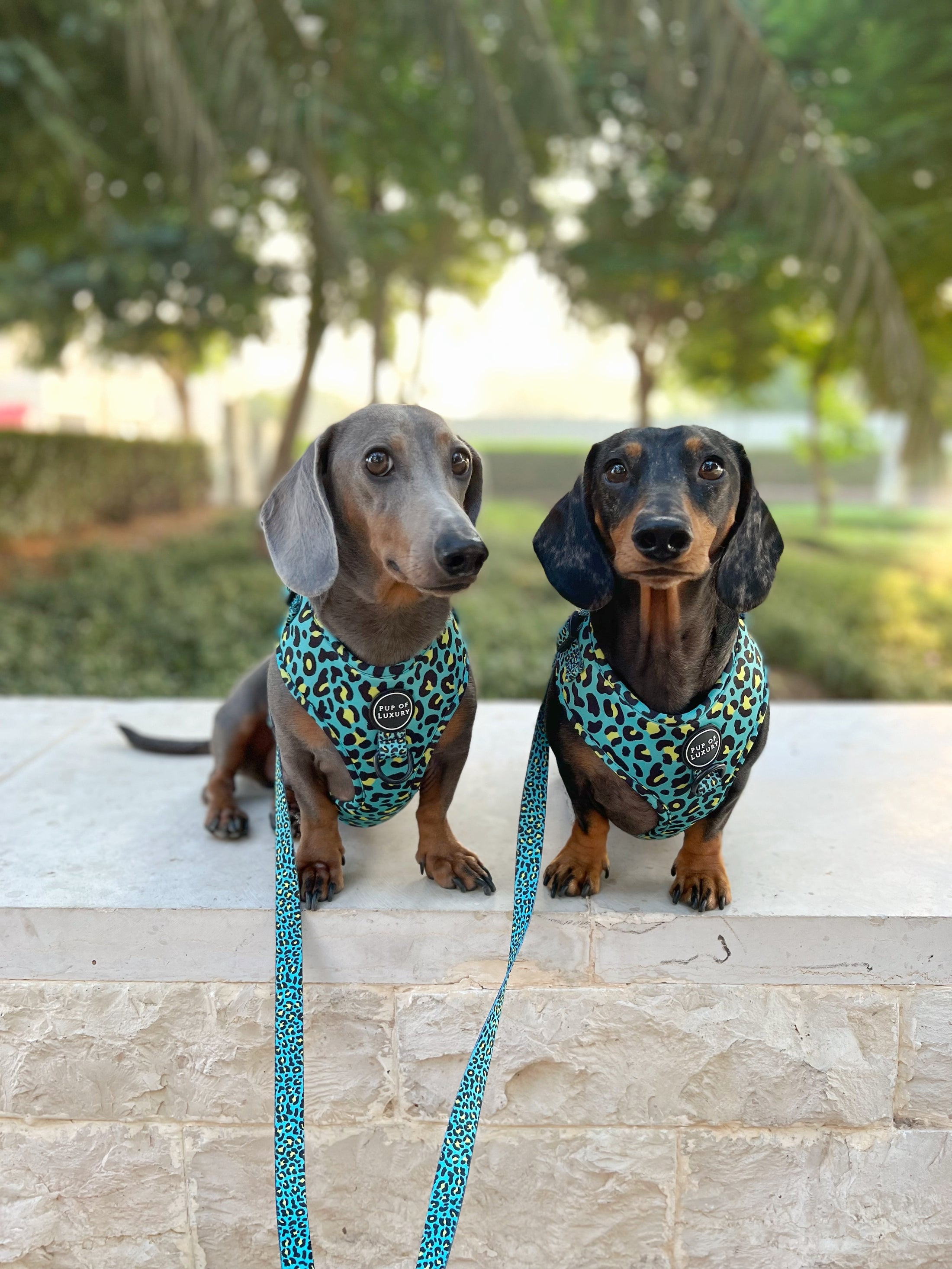 Leash | Spot Of Luxury - Green