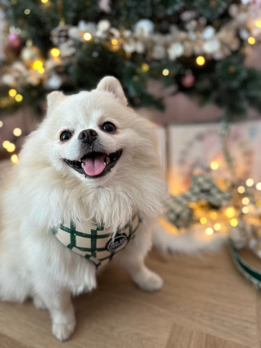 Bundle | Wishing Upon Star | Dog Harness + Leash + Poop Bag ⭐