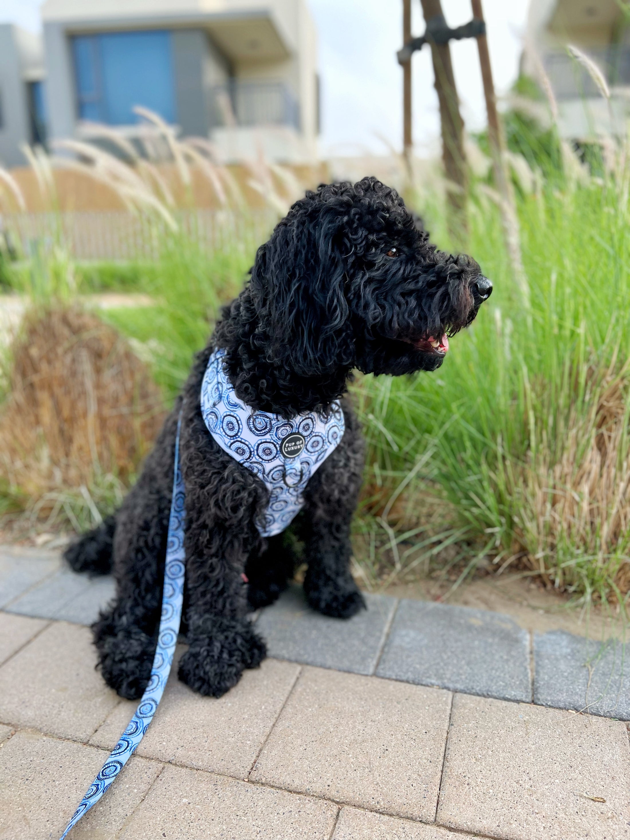 Bundle | Santorini | Dog Harness + Leash + Poop Bag