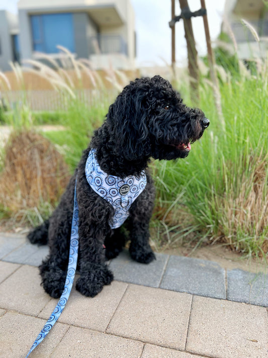 Bundle | Santorini | Dog Harness + Leash + Poop Bag