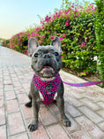 Load image into Gallery viewer, Leash | Spot Of Luxury - Pink
