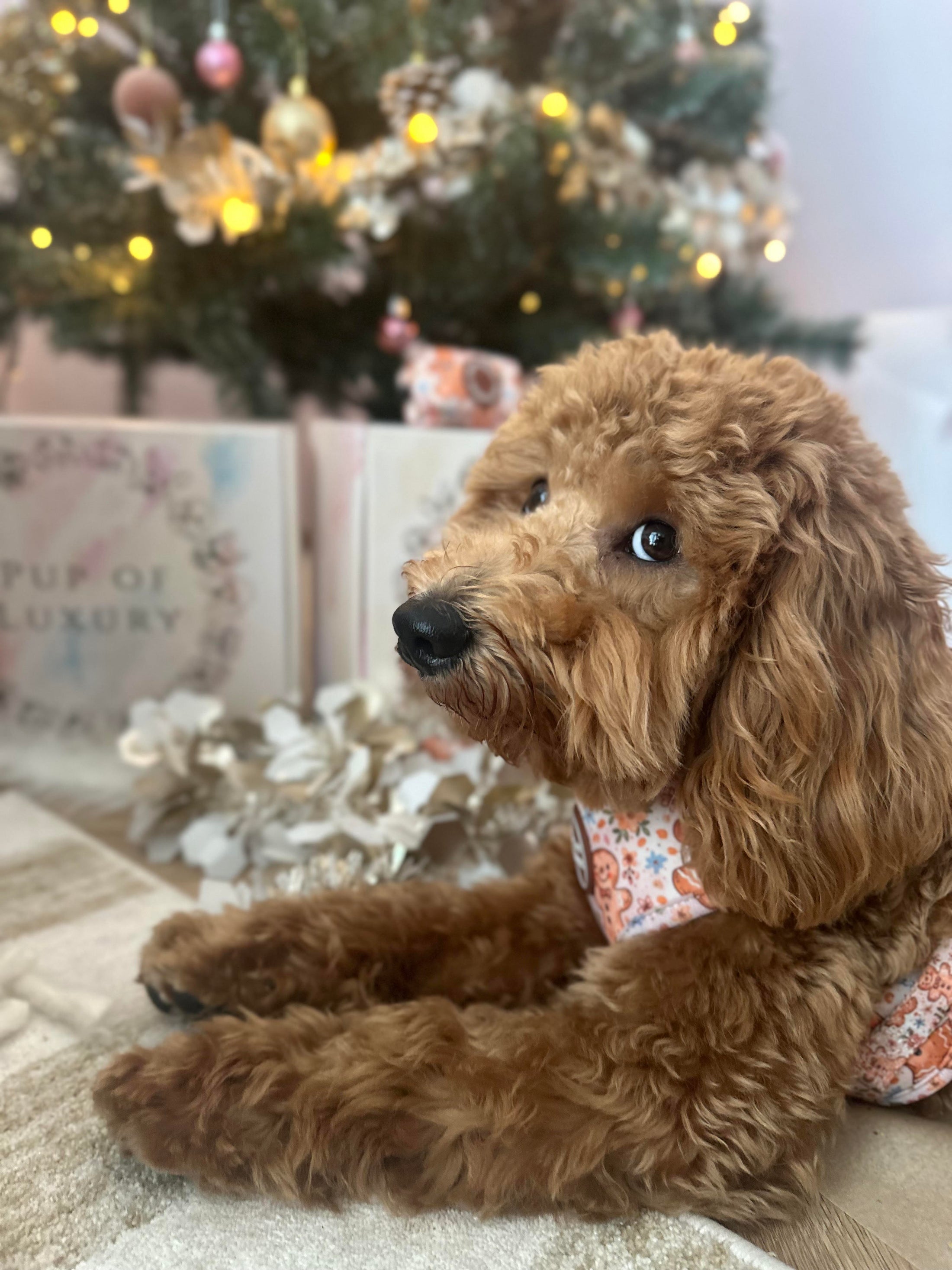 Bundle | The Christmas Smell | Dog Harness + Leash + Poop Bag 🤎