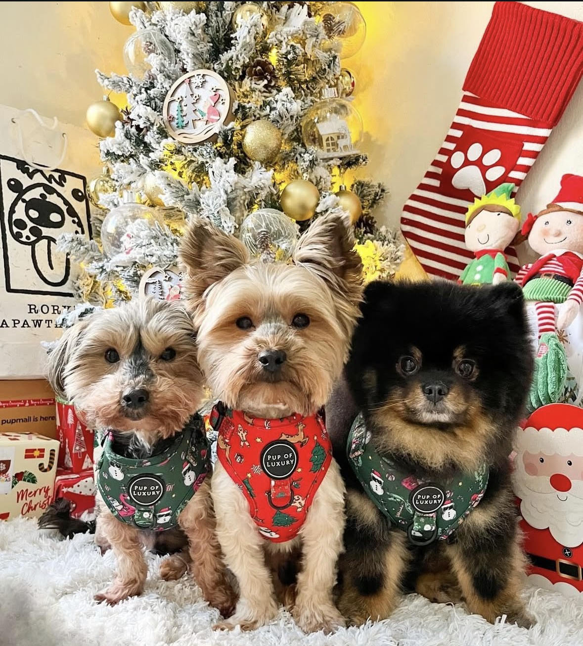 Bundle 2 | Desert Christmas | Dog Harness + Leash